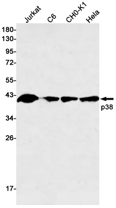 p38 MAPK Rabbit mAb ABZ2071