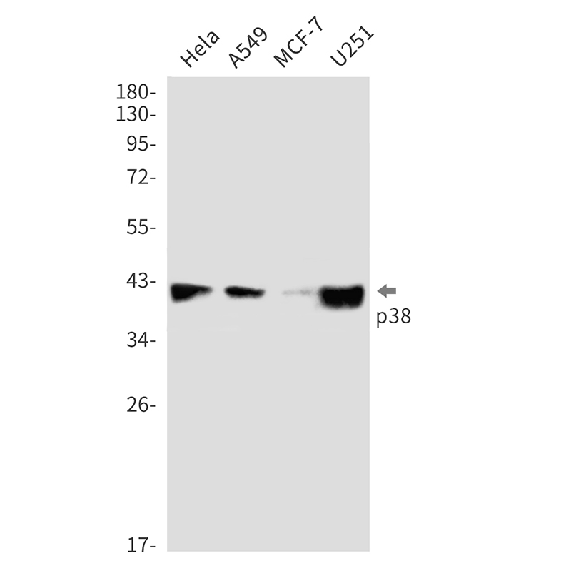 p38 MAPK Rabbit mAb ABZ2072
