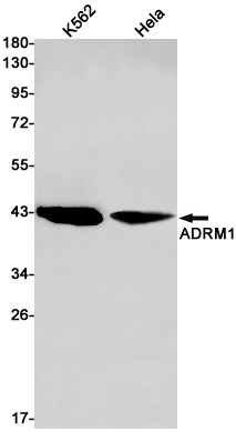 ADRM1/ARM-1 Rabbit mAb ABZ2077