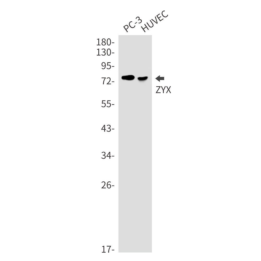 ZYX Rabbit mAb ABZ2079