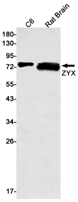 ZYX Rabbit mAb ABZ2079