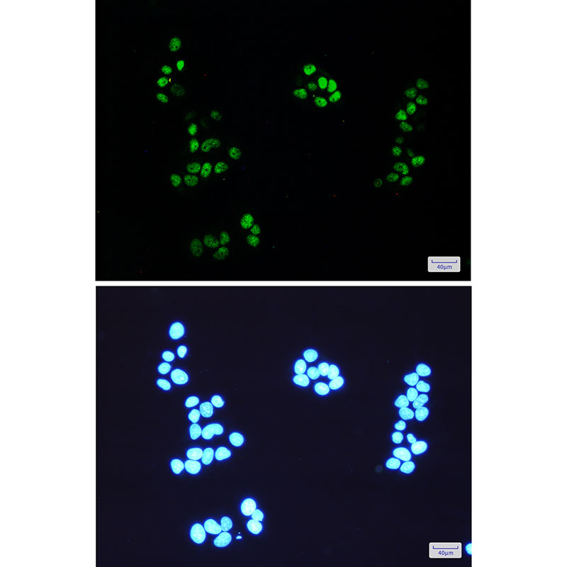 NEDD8 Rabbit mAb ABZ2082