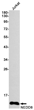 NEDD8 Rabbit mAb ABZ2082