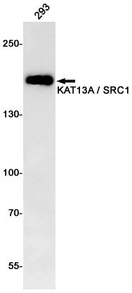 KAT13A/SRC1 Rabbit mAb ABZ2084