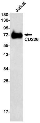 CD226 Rabbit mAb ABZ2085