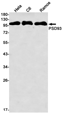 PSD93 Rabbit mAb ABZ2088