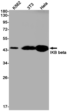 IKB beta Rabbit mAb ABZ2089