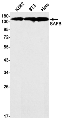 SAFB1 Rabbit mAb ABZ2092
