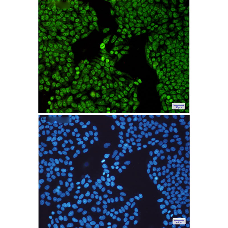 SF3B3 Rabbit mAb ABZ2094