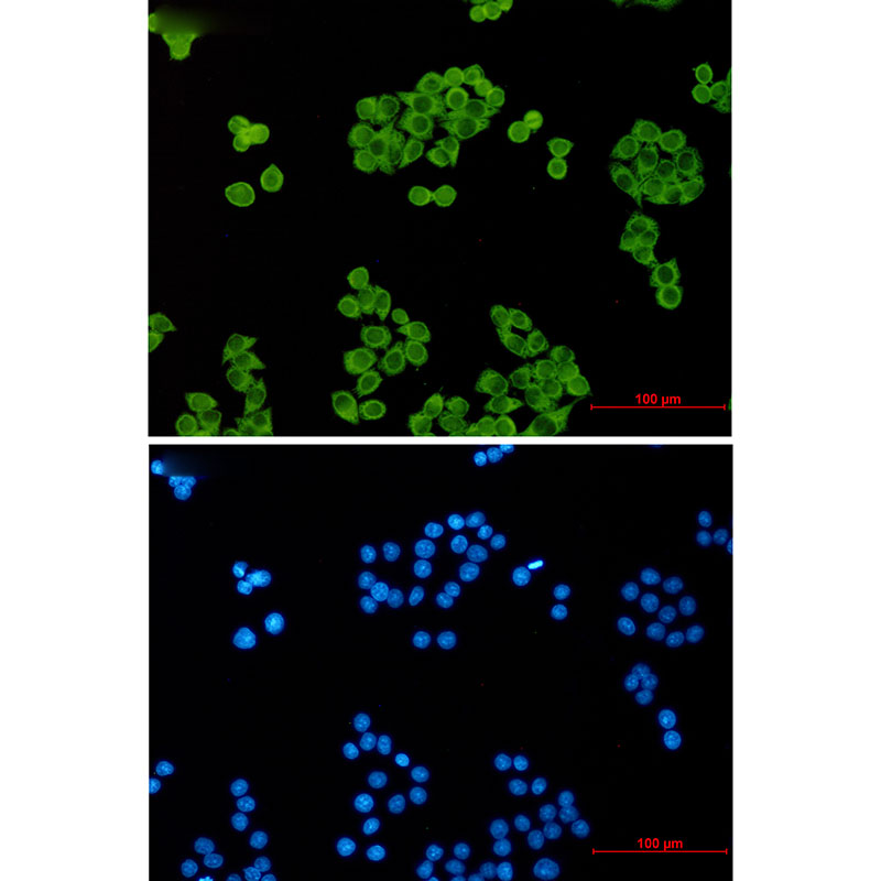 p23 Rabbit mAb ABZ2103