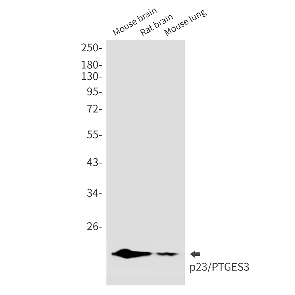 p23 Rabbit mAb ABZ2103