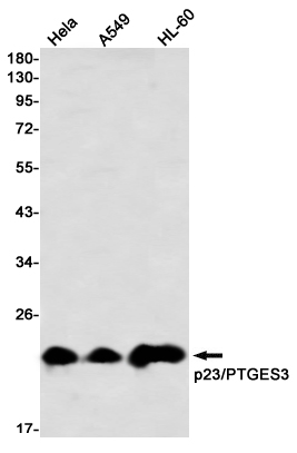 p23 Rabbit mAb ABZ2103