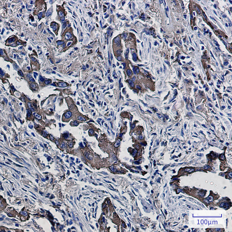 PON2 Rabbit mAb ABZ2104