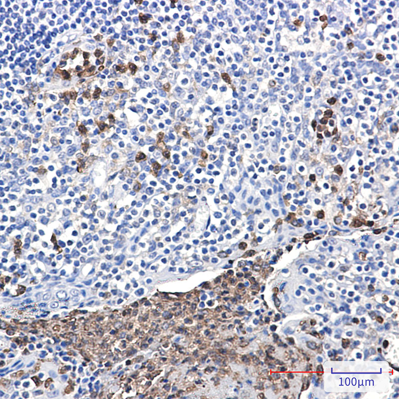 p40-phox Rabbit mAb ABZ2110