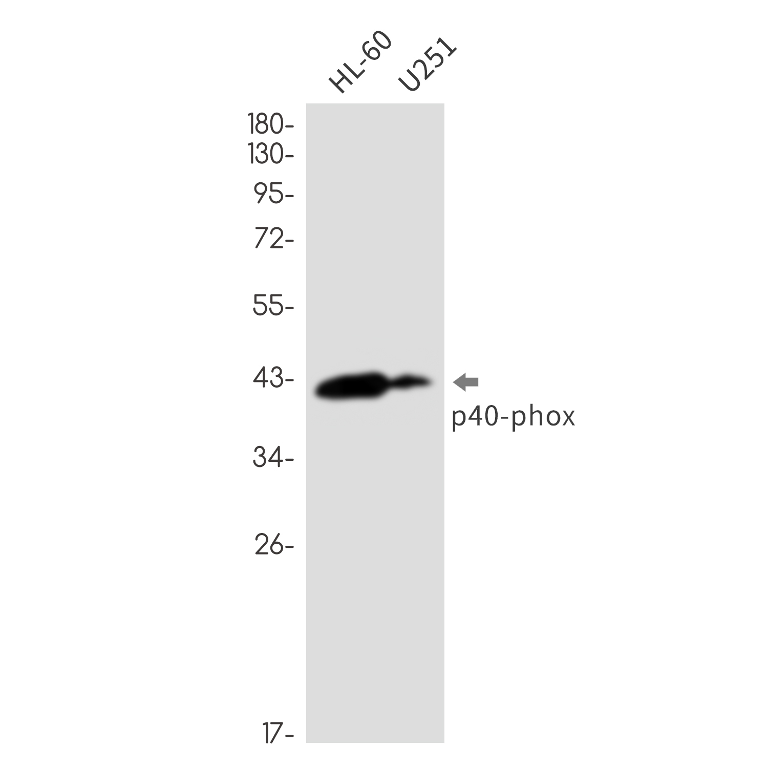 p40-phox Rabbit mAb ABZ2110