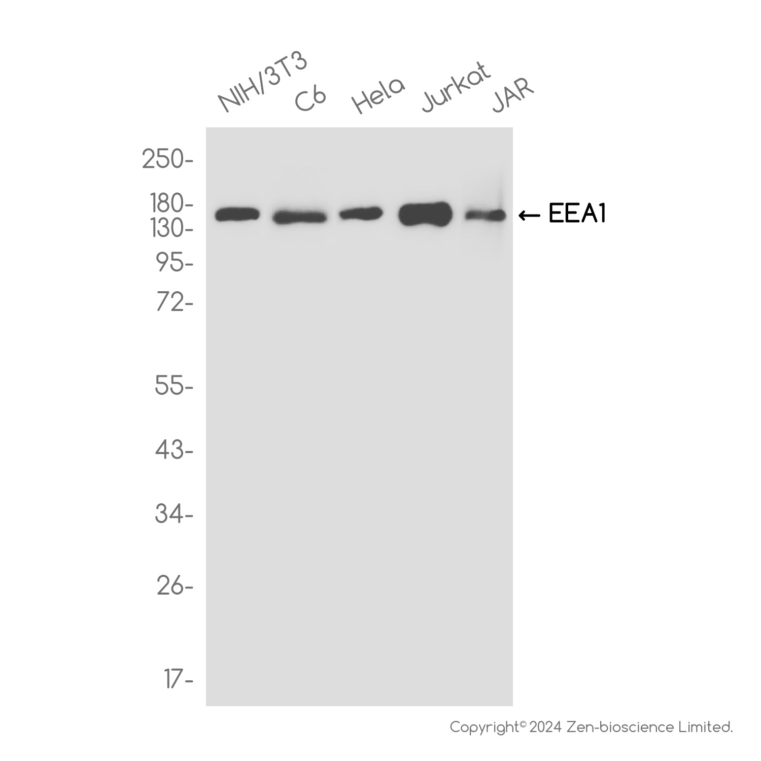 EEA1 Rabbit mAb  ABZ2112