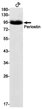 Periostin Rabbit mAb ABZ2113