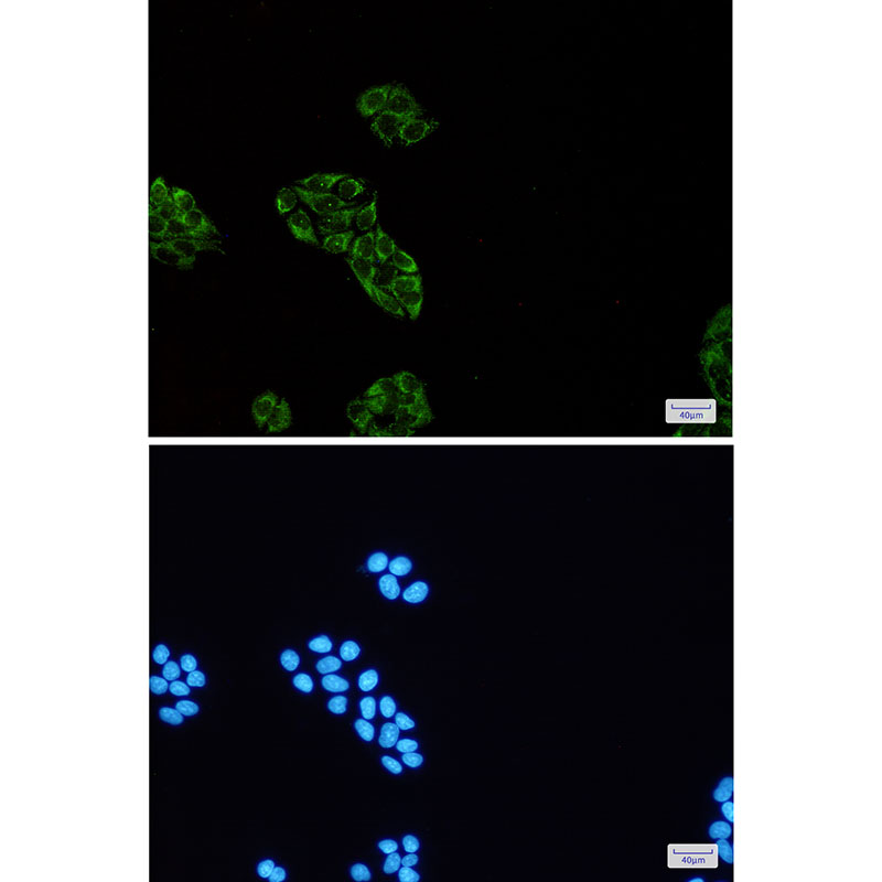 USP10 Rabbit mAb ABZ2122