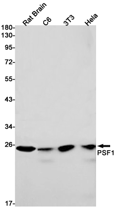PSF1 Rabbit mAb ABZ2123