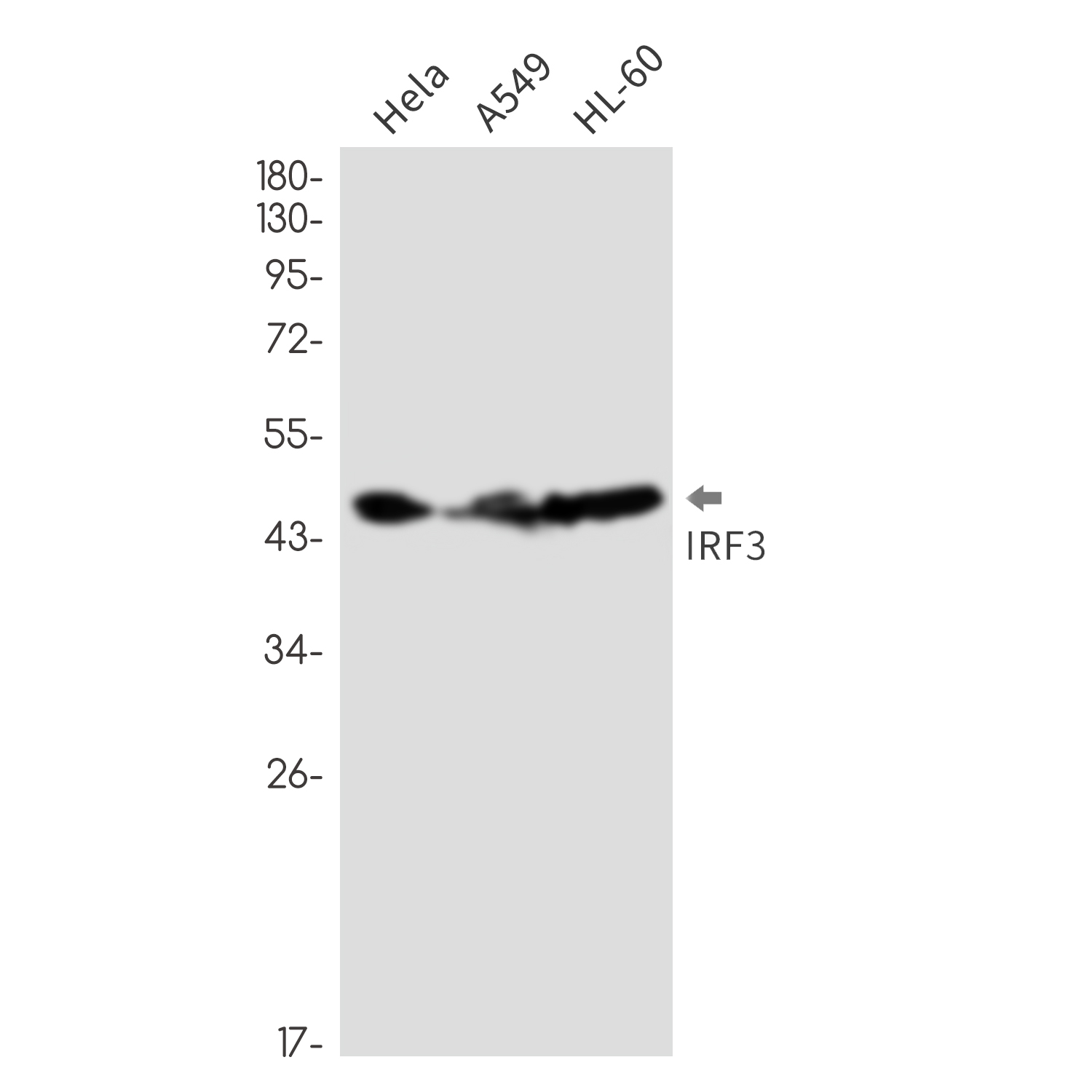 IRF3 Rabbit mAb ABZ2126