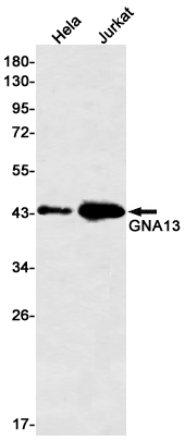GNA13 Rabbit mAb ABZ2134