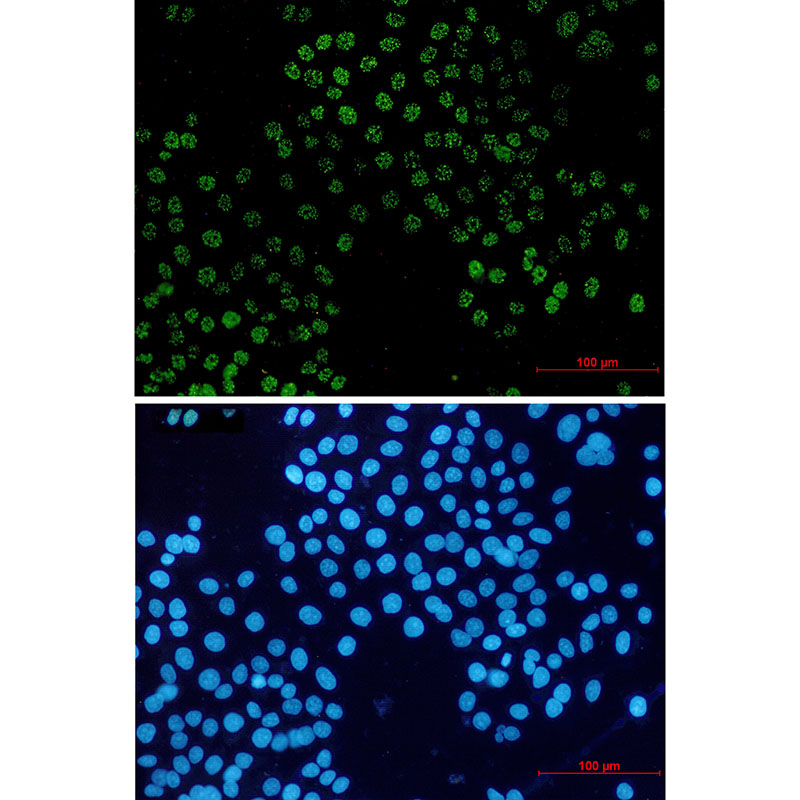 FAM50A Rabbit mAb ABZ2135