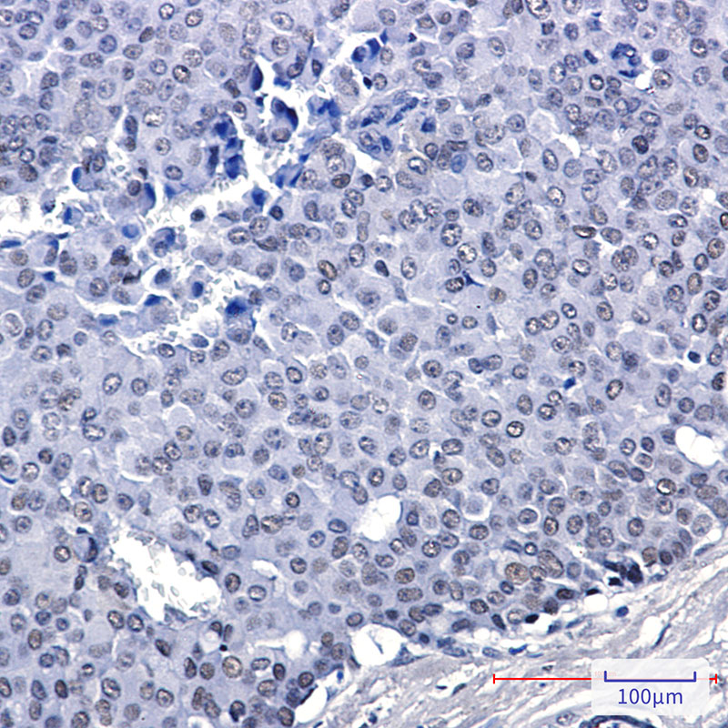 FAM50A Rabbit mAb ABZ2135