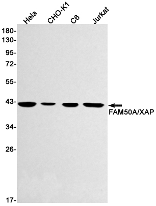 FAM50A Rabbit mAb ABZ2135