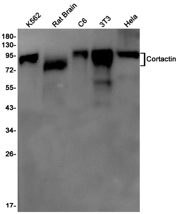 Cortactin Rabbit mAb ABZ2138