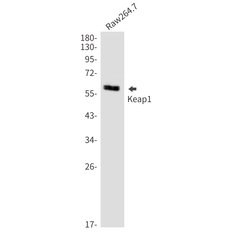 Keap1 Rabbit mAb ABZ2139