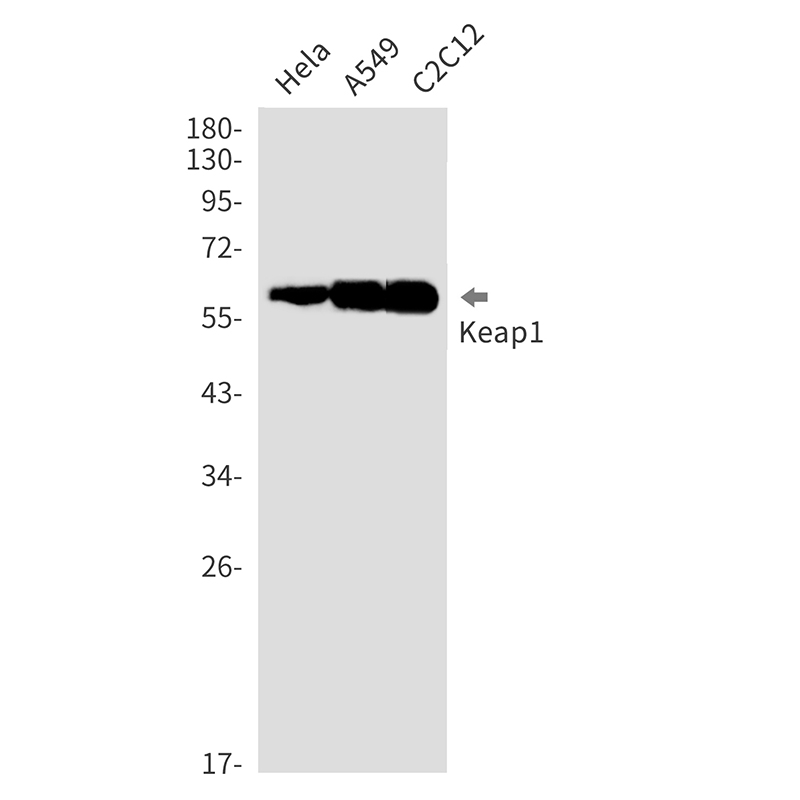 Keap1 Rabbit mAb ABZ2139