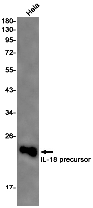 IL-18 Rabbit mAb ABZ2140
