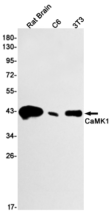 CaMK1 Rabbit mAb ABZ2141