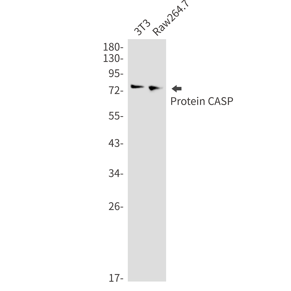 Protein CASP Rabbit mAb ABZ2143