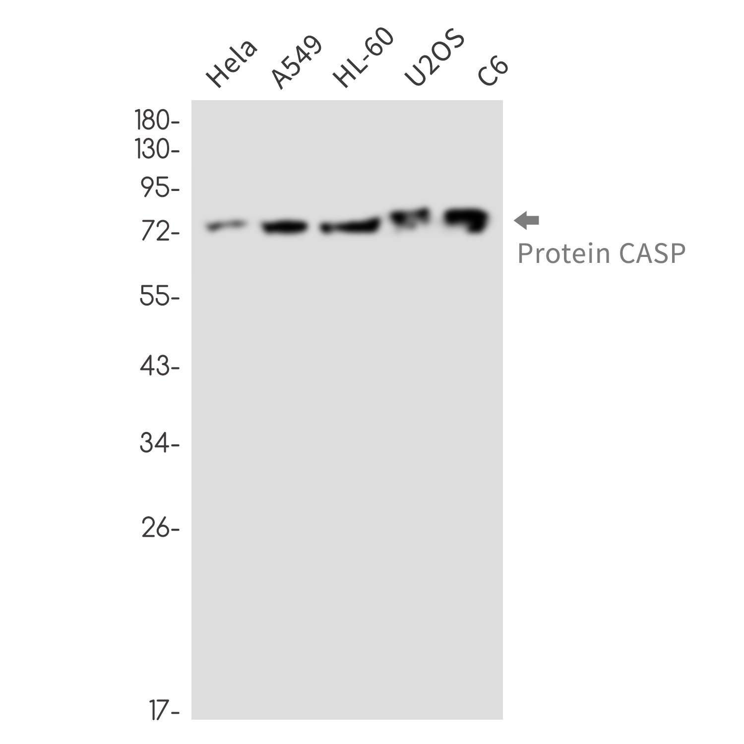 Protein CASP Rabbit mAb ABZ2143