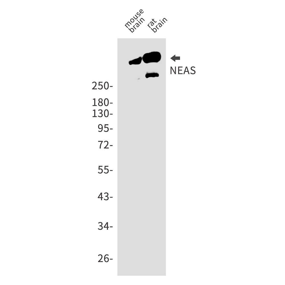 NEAS Rabbit mAb ABZ2144