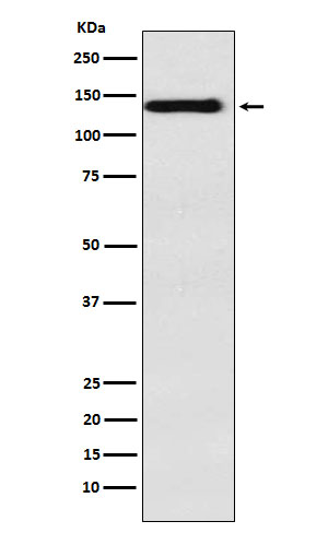 Integrin alpha 9 Rabbit mAb ABZ2145