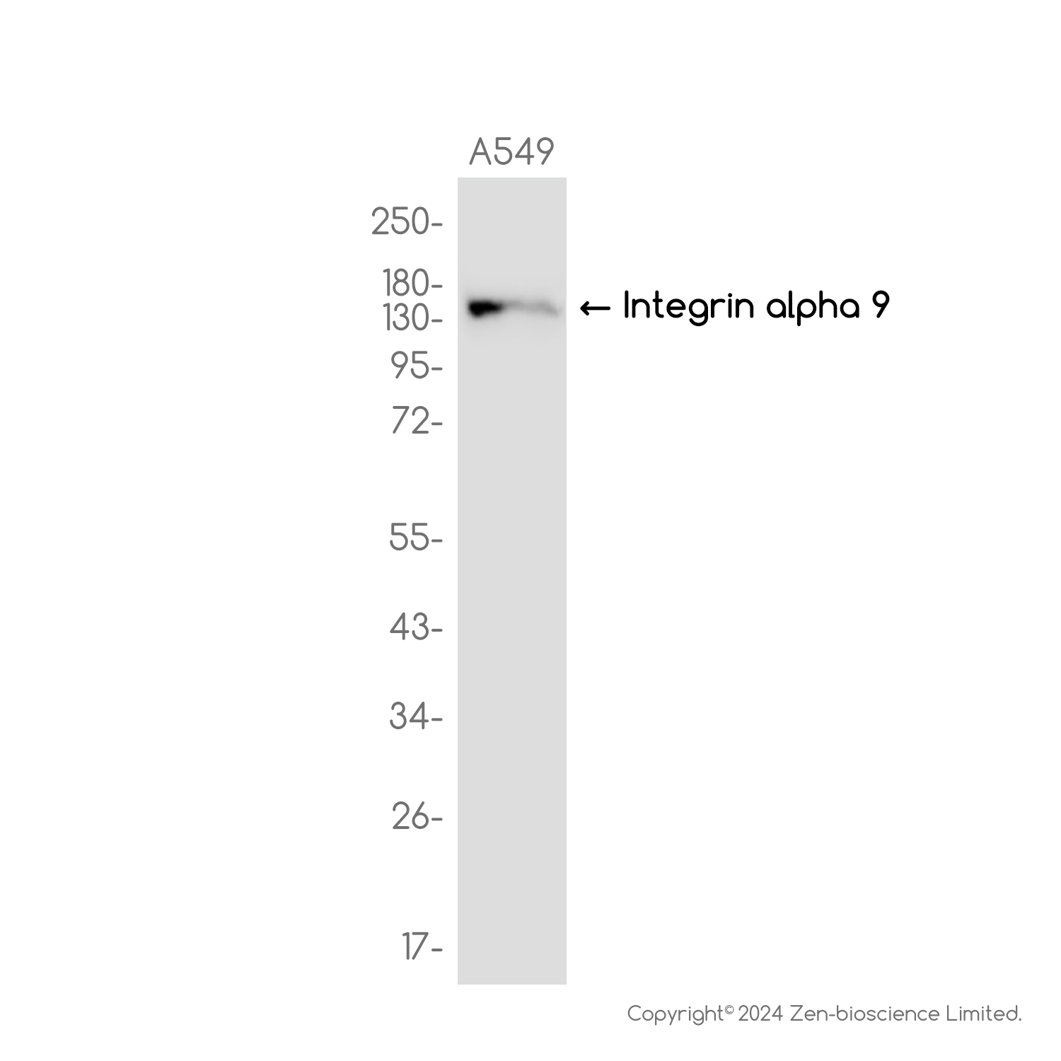Integrin alpha 9 Rabbit mAb ABZ2145