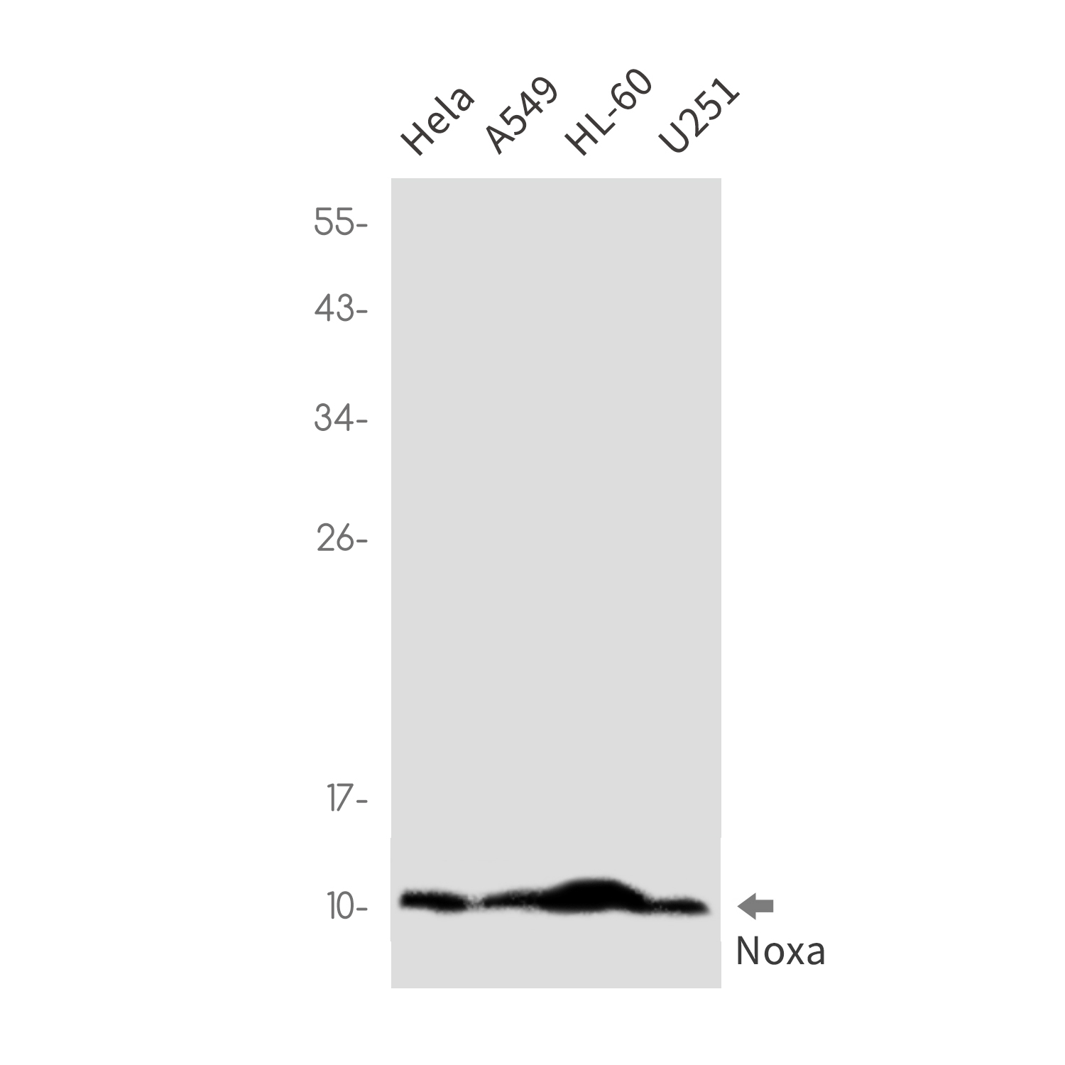 NOXA Rabbit mAb ABZ2146