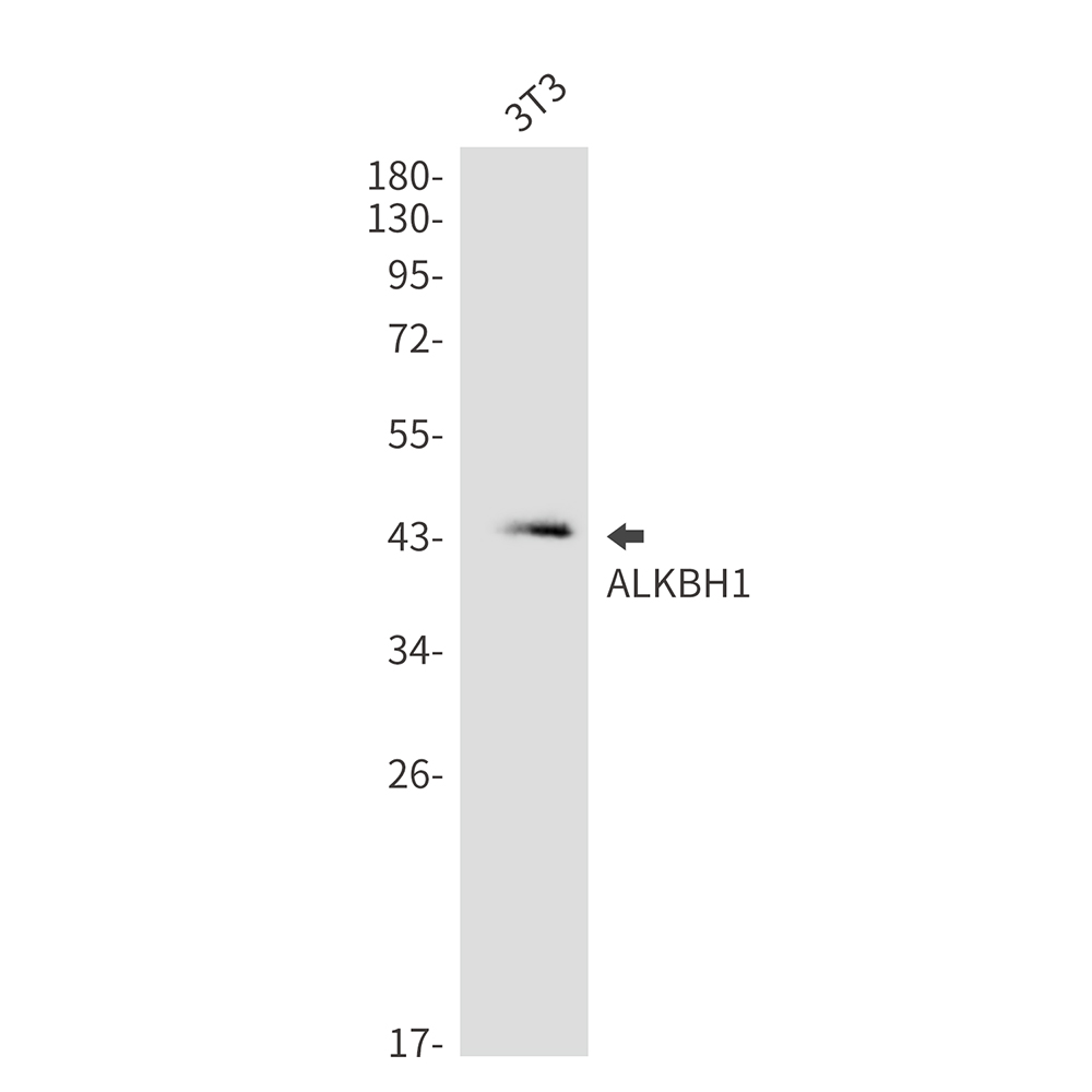 ALKBH1 Rabbit mAb ABZ2149