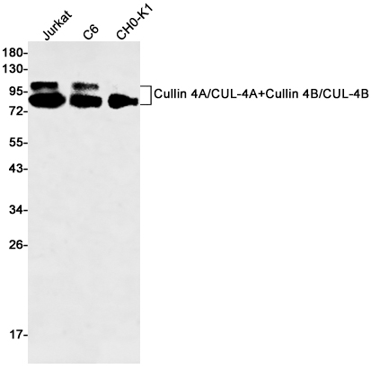 Cullin 4A/4B Rabbit mAb ABZ2152
