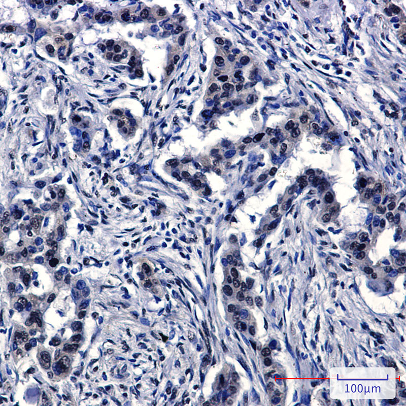Cullin 4A Rabbit mAb ABZ2153