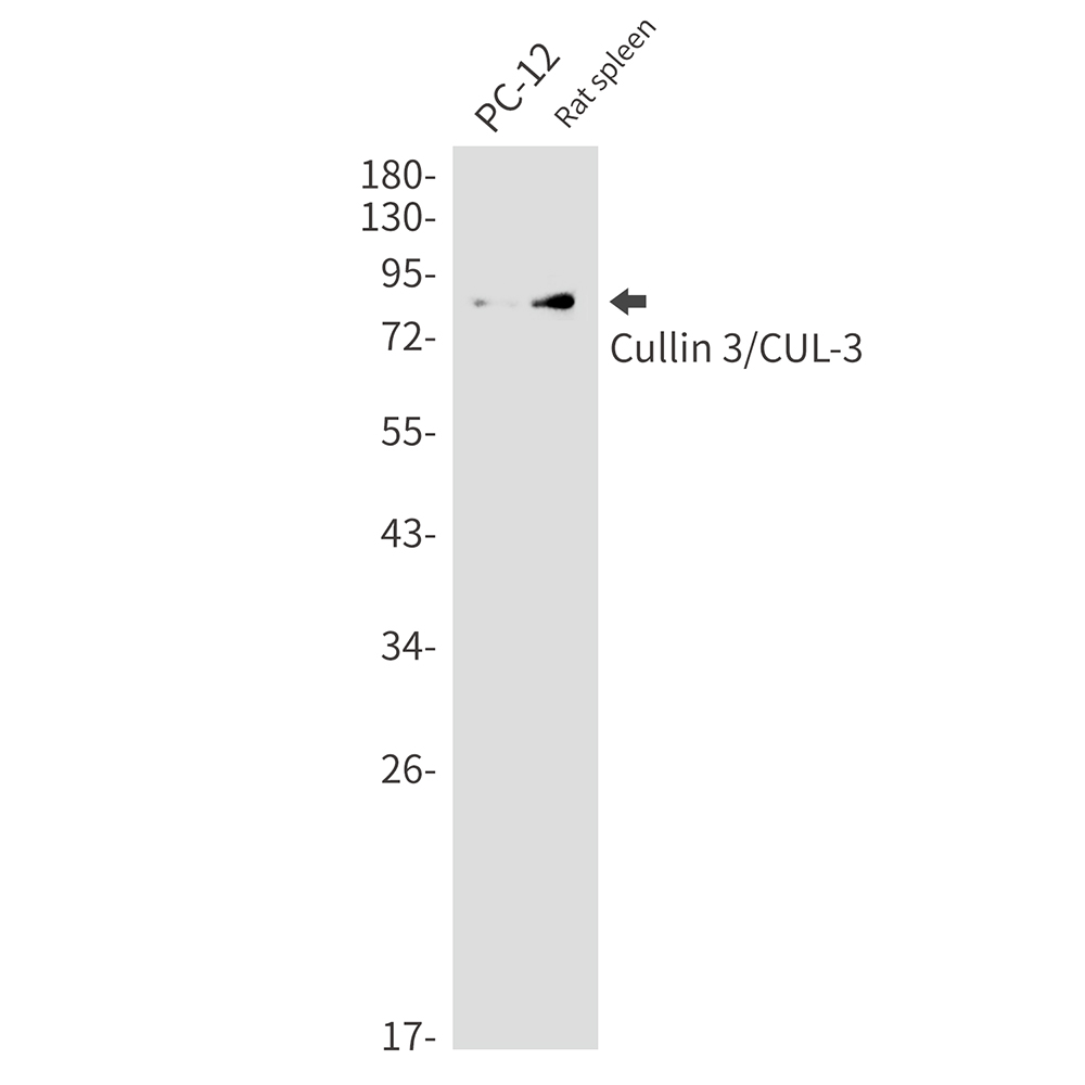 Cullin 3 Rabbit mAb ABZ2154