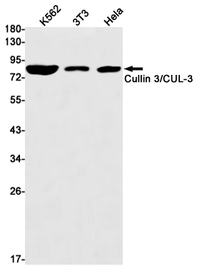Cullin 3 Rabbit mAb ABZ2154