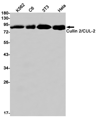 Cullin 2 Rabbit mAb ABZ2155