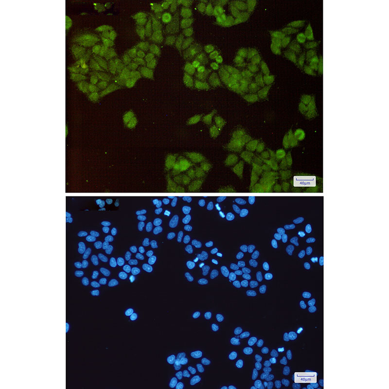 Cullin 1 Rabbit mAb ABZ2156
