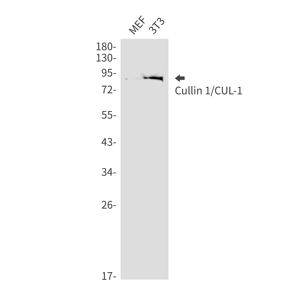Cullin 1 Rabbit mAb ABZ2156