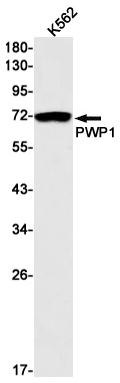PWP1 Rabbit mAb ABZ2157
