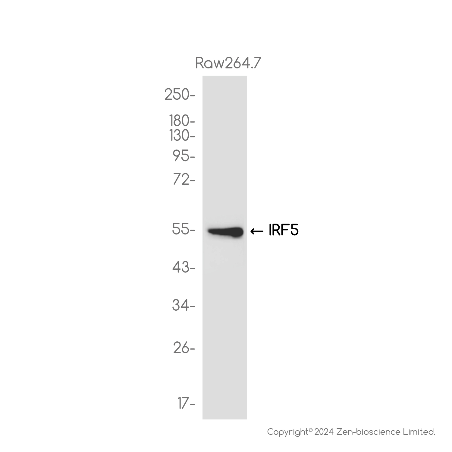 IRF5 Rabbit mAb ABZ2161