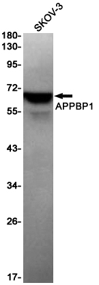 APPBP1 Rabbit mAb ABZ2162